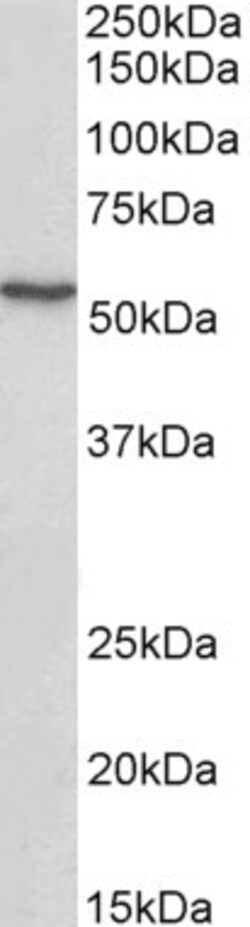 Invitrogen ATF7 Polyclonal Antibody 100 &mu;g; Unconjugated:Antibodies,