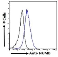 Invitrogen NUMB Polyclonal Antibody 100 μg; Unconjugated:Antibodies,