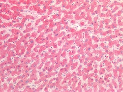 Invitrogen NUMB Polyclonal Antibody 100 μg; Unconjugated:Antibodies,