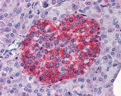 Invitrogen Annexin A10 Polyclonal Antibody 100 &mu;g; Unconjugated:Antibodies,