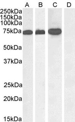 Invitrogen RACGAP1 Polyclonal Antibody 100 &mu;g; Unconjugated:Antibodies,