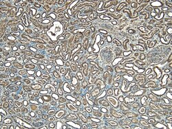 Invitrogen STUB1 Polyclonal Antibody 100 μg; Unconjugated:Antibodies,