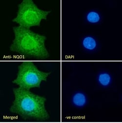 Invitrogen NQO1 Polyclonal Antibody 100 &mu;g; Unconjugated:Antibodies,