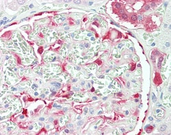 Invitrogen NQO1 Polyclonal Antibody 100 &mu;g; Unconjugated:Antibodies,