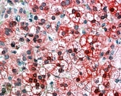Invitrogen AXIN1 Polyclonal Antibody 100 &mu;g; Unconjugated:Antibodies,