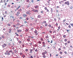 Invitrogen AXIN1 Polyclonal Antibody 100 &mu;g; Unconjugated:Antibodies,
