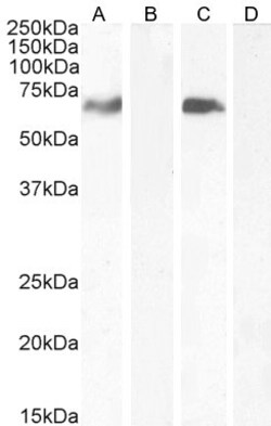 Invitrogen MARK4 Polyclonal Antibody 100 &mu;g | Buy Online | Invitrogen&trade; | Fisher Scientific