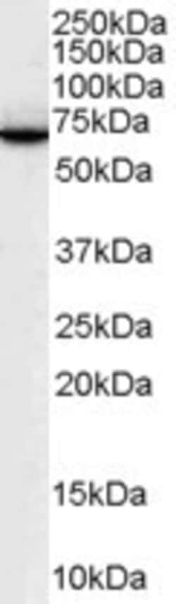 Invitrogen SWAP70 Polyclonal Antibody 100 &mu;g; Unconjugated:Antibodies,