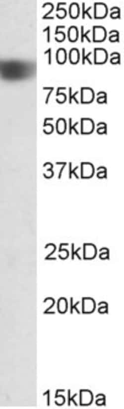 Invitrogen NOD1 Polyclonal Antibody 100 &mu;g; Unconjugated:Antibodies,