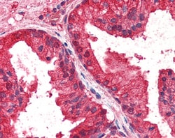 Invitrogen CREB3L4 Polyclonal Antibody 100 &mu;g; Unconjugated:Antibodies,