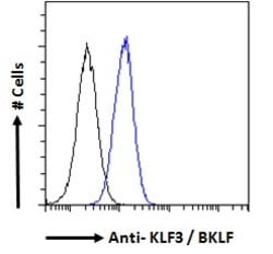 Invitrogen KLF3 Polyclonal Antibody 100 &mu;g; Unconjugated:Antibodies,