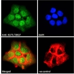 Invitrogen KLF3 Polyclonal Antibody 100 &mu;g; Unconjugated:Antibodies,