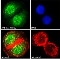 Invitrogen KLF3 Polyclonal Antibody 100 &mu;g; Unconjugated:Antibodies,