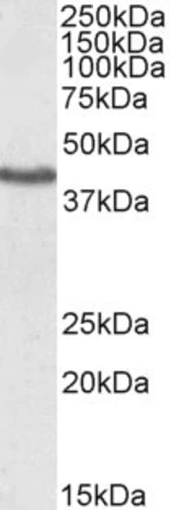 Invitrogen KLF3 Polyclonal Antibody 100 &mu;g; Unconjugated:Antibodies,