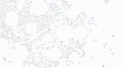 Invitrogen EKLF Polyclonal Antibody 100 &mu;g; Unconjugated:Antibodies,