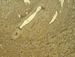 Invitrogen IRF6 Polyclonal Antibody 100 &mu;g; Unconjugated:Antibodies,