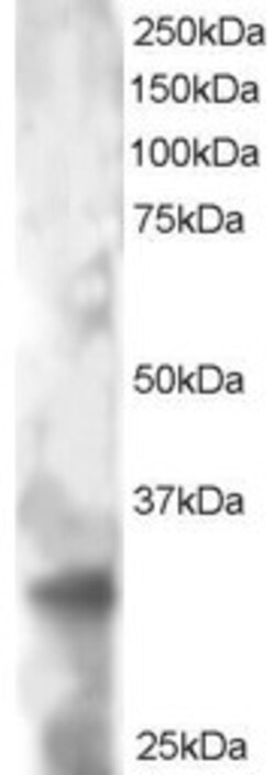 Invitrogen TSPAN32 Polyclonal Antibody 100 &mu;g; Unconjugated:Antibodies,