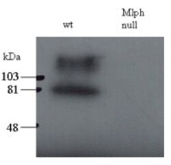 Invitrogen Melanophilin Polyclonal Antibody 100 &mu;g; Unconjugated:Antibodies,