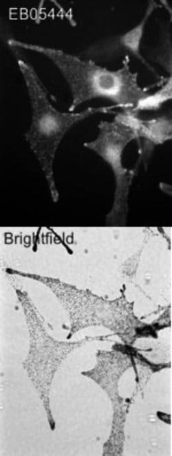 Invitrogen Melanophilin Polyclonal Antibody 100 &mu;g; Unconjugated:Antibodies,