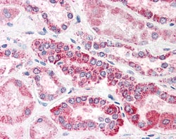Invitrogen GULP1 Polyclonal Antibody 100 &mu;g; Unconjugated:Antibodies,