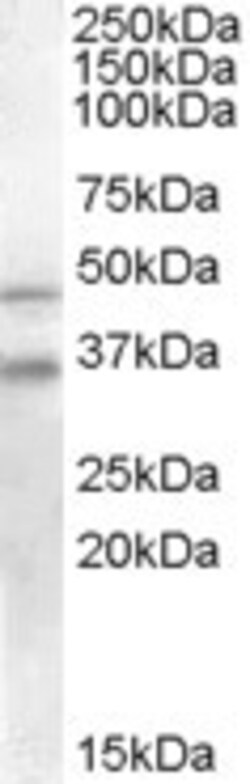 Invitrogen GULP1 Polyclonal Antibody 100 &mu;g; Unconjugated:Antibodies,