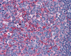 Invitrogen Flotillin 2 Polyclonal Antibody 100 &mu;g; Unconjugated:Antibodies,