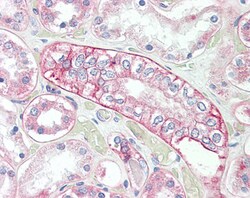 Invitrogen Flotillin 1 Polyclonal Antibody 100 &mu;g; Unconjugated:Antibodies,