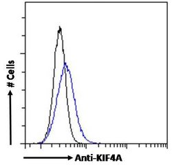 Invitrogen KIF4A Polyclonal Antibody 100 &mu;g; Unconjugated:Antibodies,