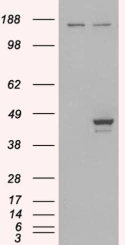 Invitrogen ELF3 Polyclonal Antibody 100 &mu;g; Unconjugated:Antibodies,