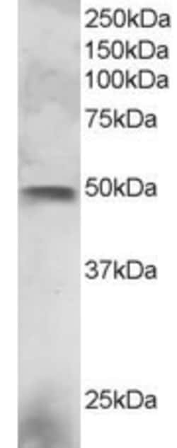 Invitrogen ELF3 Polyclonal Antibody 100 &mu;g; Unconjugated:Antibodies,