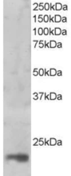 Invitrogen MAGOH Polyclonal Antibody 100 &mu;g; Unconjugated:Antibodies,