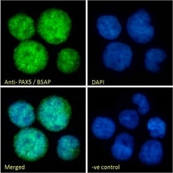 Invitrogen PAX5 Polyclonal Antibody 100 &mu;g; Unconjugated:Antibodies,