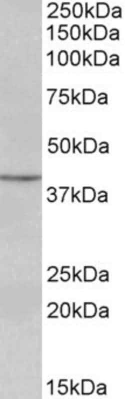 Invitrogen PAX5 Polyclonal Antibody 100 &mu;g; Unconjugated:Antibodies,