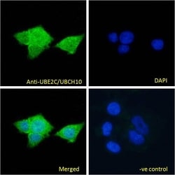 Invitrogen UBE2C Polyclonal Antibody 100 &mu;g; Unconjugated:Antibodies,