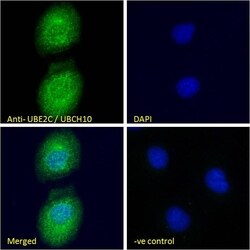 Invitrogen UBE2C Polyclonal Antibody 100 &mu;g; Unconjugated:Antibodies,