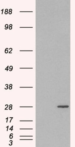 Invitrogen RAB11A Polyclonal Antibody 100 &mu;g; Unconjugated:Antibodies,