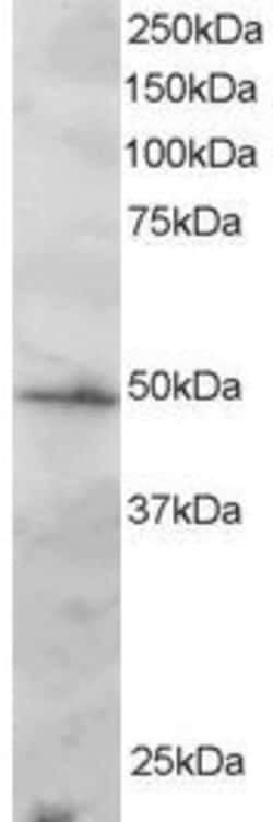 Invitrogen IRF2 Polyclonal Antibody 100 &mu;g; Unconjugated:Antibodies,