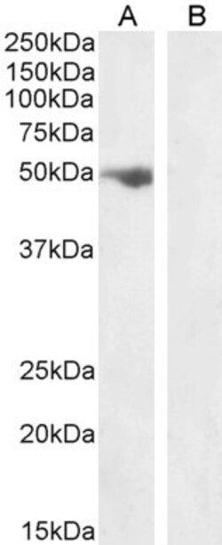 Invitrogen FSTL1 Polyclonal Antibody 100 &mu;g; Unconjugated:Antibodies,