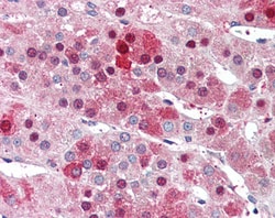 Invitrogen HEC1 Polyclonal Antibody 100 &mu;g; Unconjugated:Antibodies,