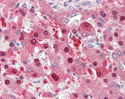 Invitrogen HEC1 Polyclonal Antibody 100 &mu;g; Unconjugated:Antibodies,