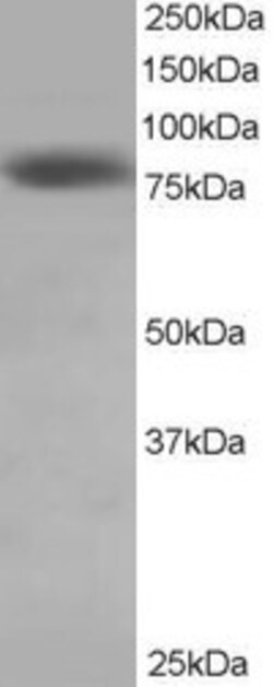Invitrogen HEC1 Polyclonal Antibody 100 &mu;g; Unconjugated:Antibodies,