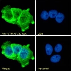 Invitrogen JWA Polyclonal Antibody 100 &mu;g; Unconjugated:Antibodies,