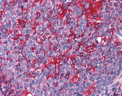 Invitrogen JWA Polyclonal Antibody 100 &mu;g; Unconjugated:Antibodies,