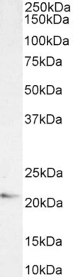 Invitrogen JWA Polyclonal Antibody 100 &mu;g; Unconjugated:Antibodies,
