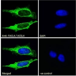 Invitrogen ACSL4 Polyclonal Antibody 100 &mu;g; Unconjugated:Antibodies,