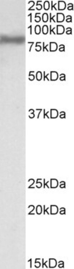 Invitrogen ACSL4 Polyclonal Antibody 100 &mu;g; Unconjugated:Antibodies,