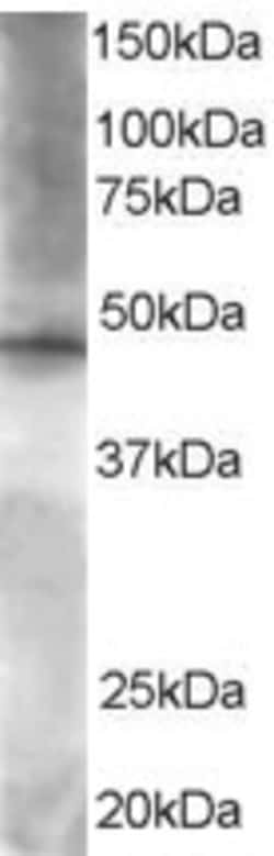 Invitrogen BRF2 Polyclonal Antibody 100 &mu;g; Unconjugated:Antibodies,