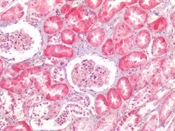 Invitrogen NDRG1 Polyclonal Antibody 100 &mu;g; Unconjugated:Antibodies,