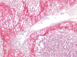 Invitrogen NDRG1 Polyclonal Antibody 100 &mu;g; Unconjugated:Antibodies,