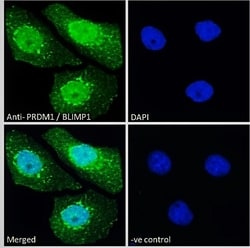Invitrogen Blimp-1 Polyclonal Antibody 100 &mu;g; Unconjugated:Antibodies,